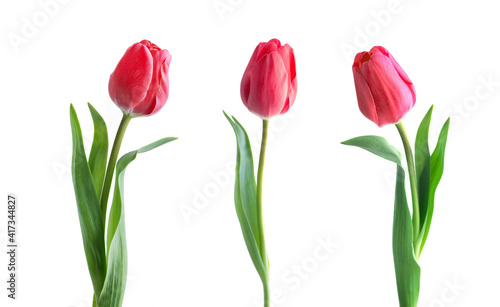 Fototapeta Naklejka Na Ścianę i Meble -  Red tulip flower isolated on white background