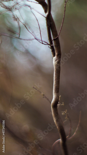 Texture élégante d'une petite branche d'arbre desséchée
