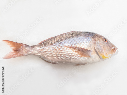 A big  dentex in a fish market on ice. Common dentex (Dentex dentex).