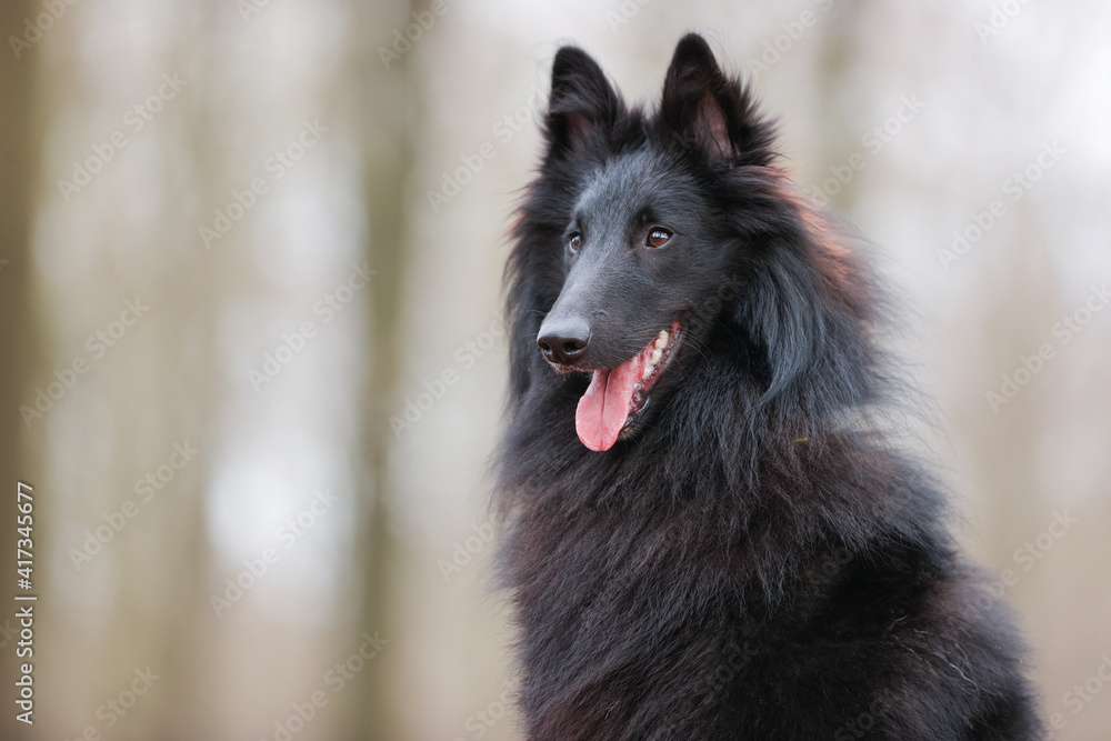 portrait of a beautiful purebred dog portrait of a beautiful purebred dog