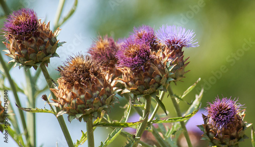 Obraz na plátně Closeup shot of cardoon flowers in a garden on a blurred background