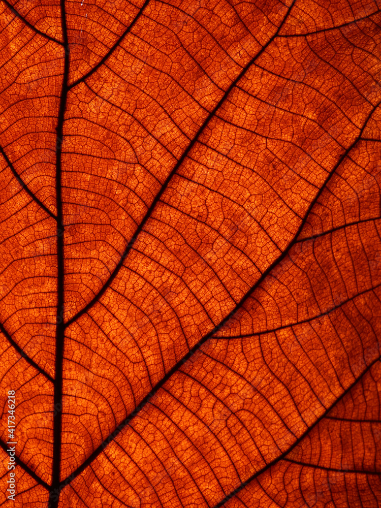 Obraz premium dry brown leaf texture ( teak leaf )