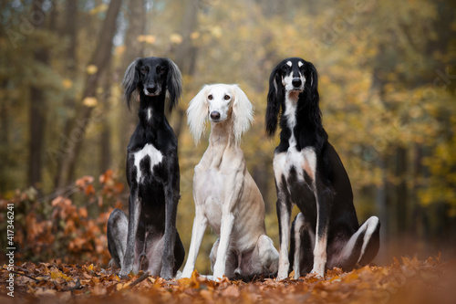 Three salukis - portrait of dogs photo
