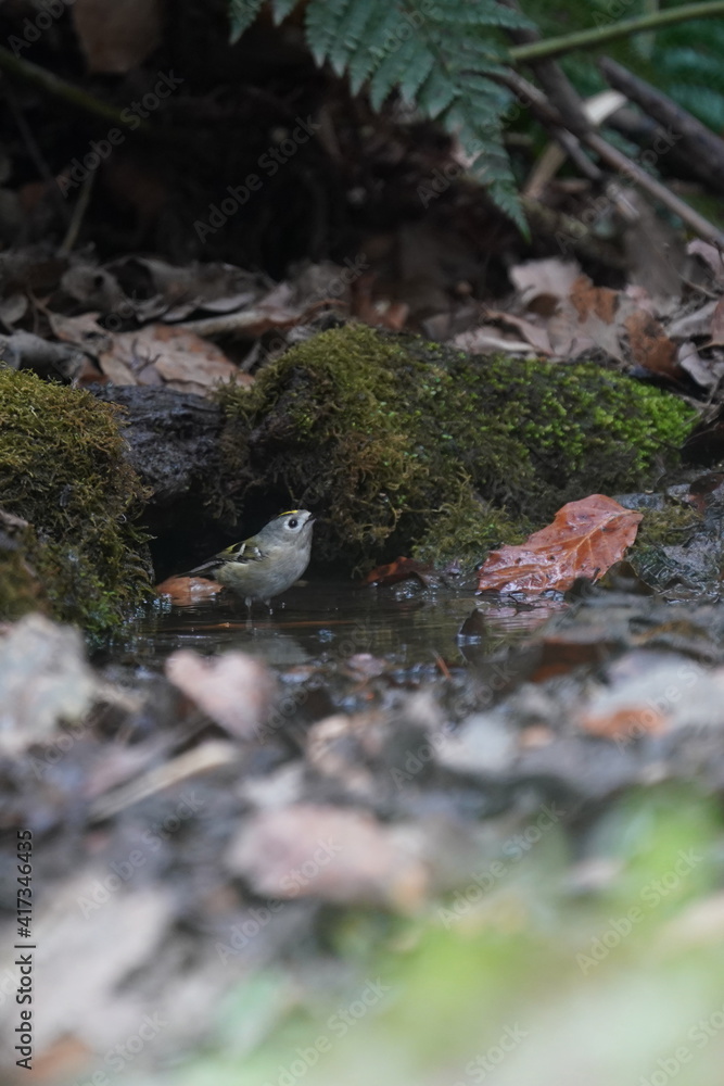 gold crest is bathing in the forest gold crest is bathing in the forest