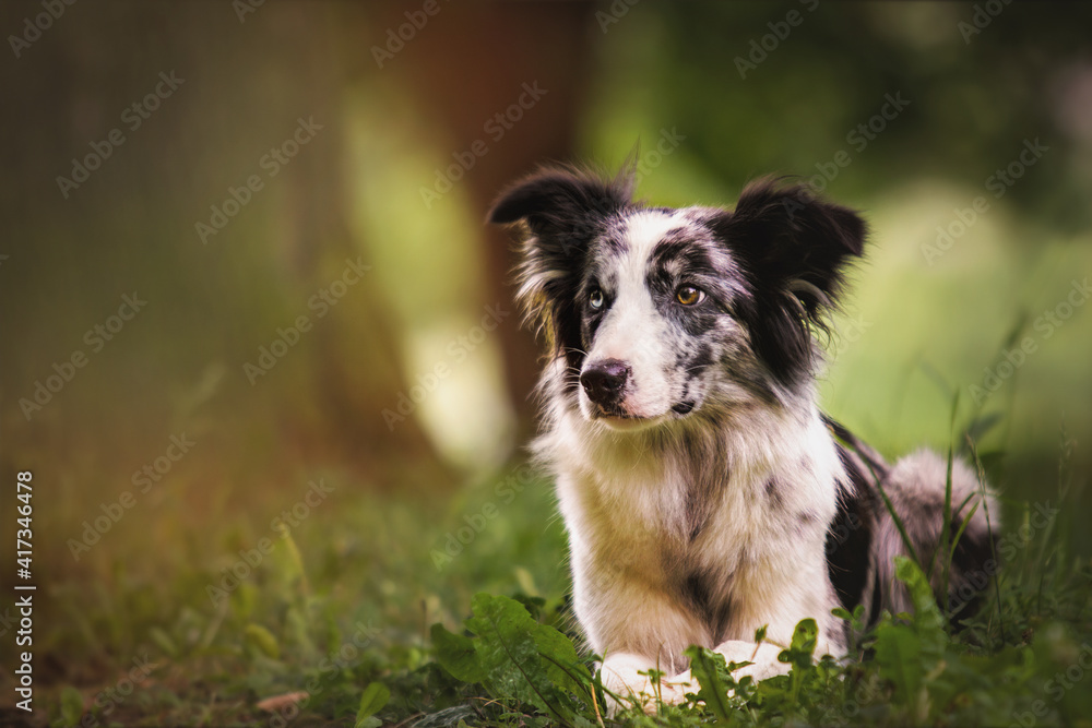 border collie puppy