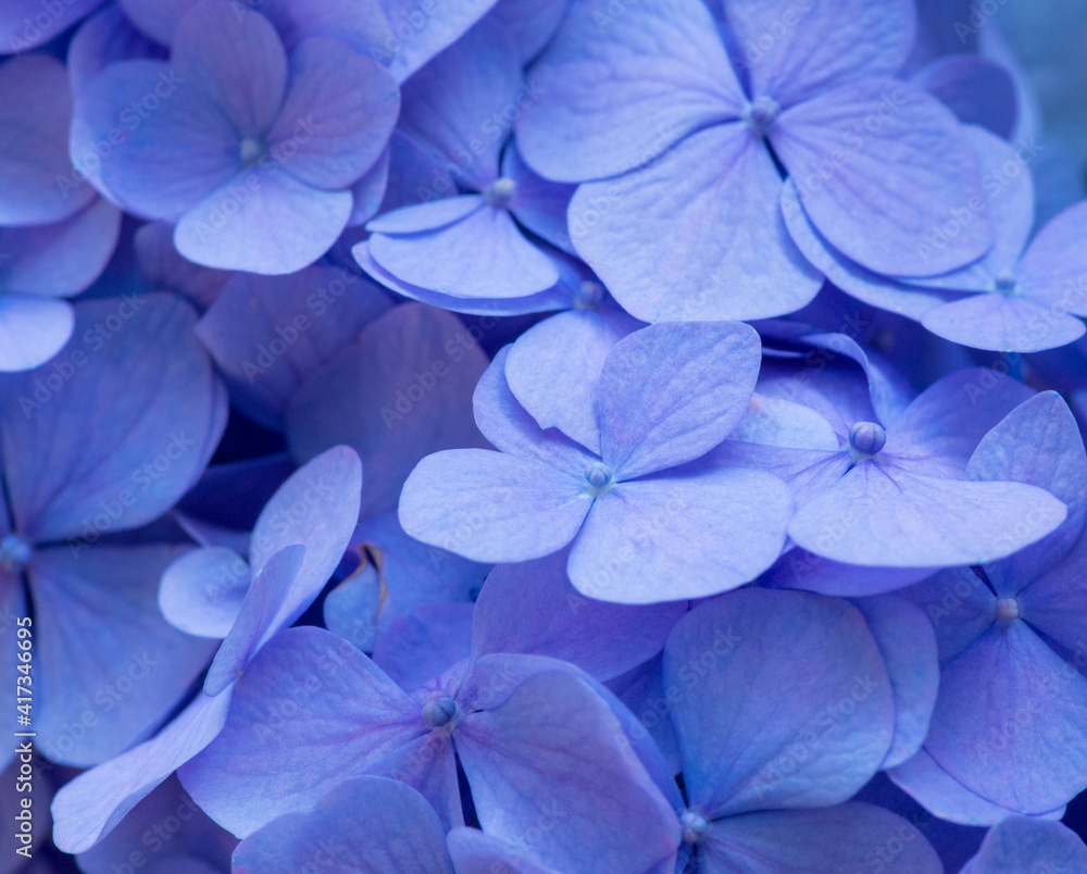 Blue Hydrangea background. Hortensia flowers surface.