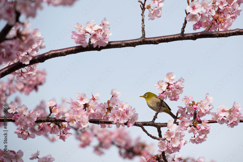 メジロと河津桜 メジロと河津桜
