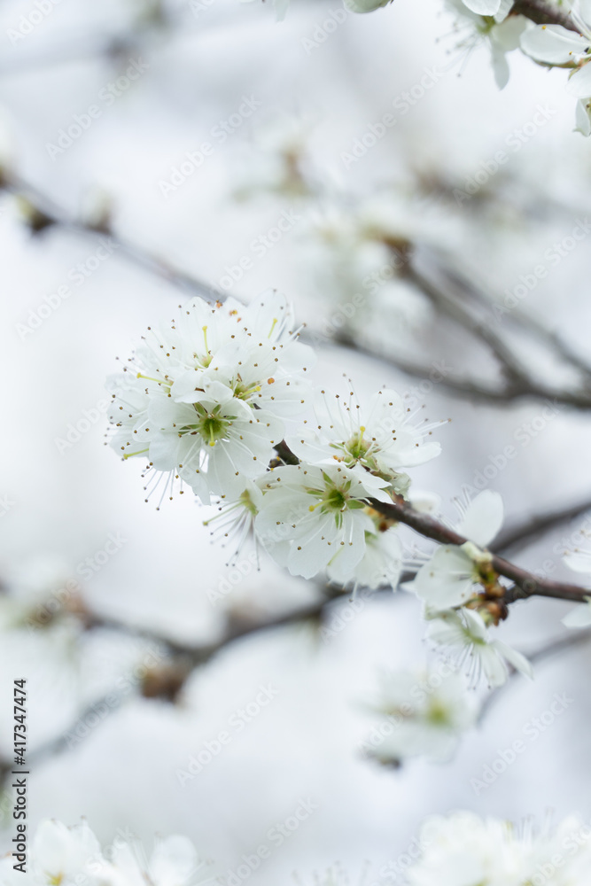 Kwitnące kwiaty jabłoni na Polskiej wsi. Blooming flowers Kwitnące kwiaty jabłoni na Polskiej wsi. Blooming flowers
