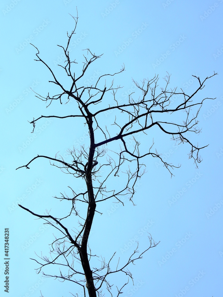 dry branch of tree with blue sky background dry branch of tree with blue sky background