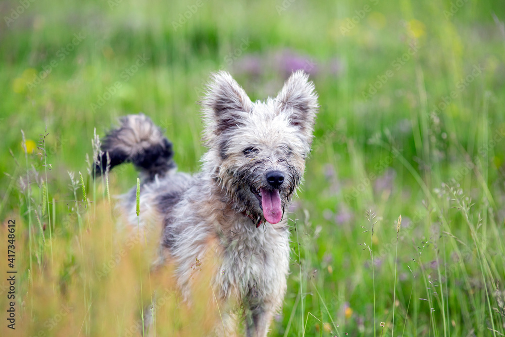 Cute Hungarian Pumi shepherd dog enjoying outdoors in spring. Cute Hungarian Pumi shepherd dog enjoying outdoors in spring.