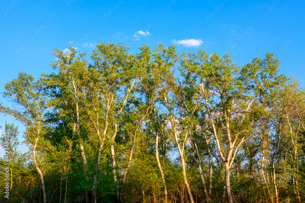 Spring trees against blue sky . Springtime poplar trees Spring trees against blue sky . Springtime poplar trees