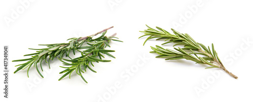 Twig of rosemary on a white background