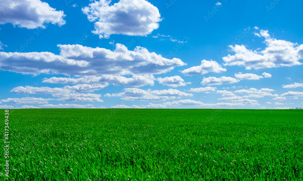 Image of green grass field and bright blue sky Image of green grass field and bright blue sky