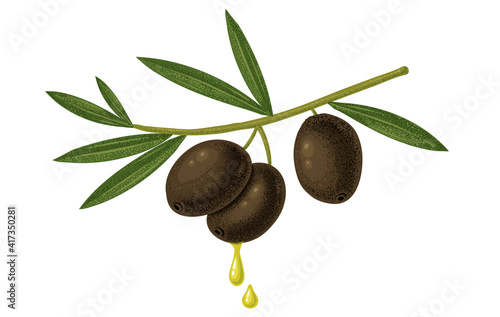 Vector vintage illustration of black olives and oil drops.