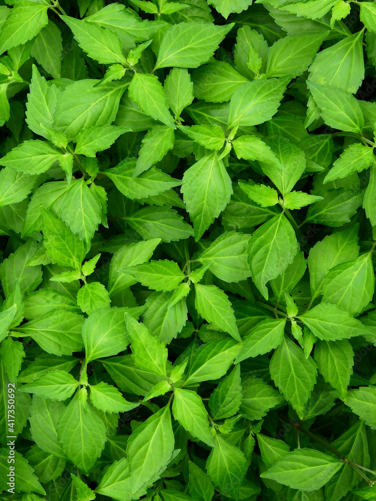 green leaf of plant natural background green leaf of plant natural background