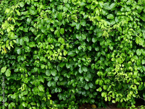 Wallpaper Mural green leaf background, ivy plant cover on fence Torontodigital.ca