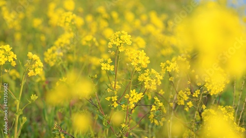 菜の花