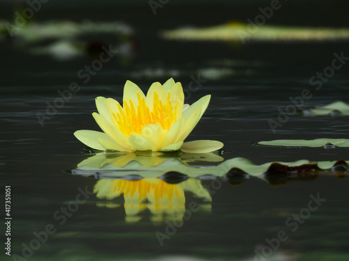 yellow lotus blooming on water in the pond