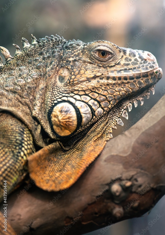 Nice big iguana sitting on the rocks in zoo close up macro portrait of ...