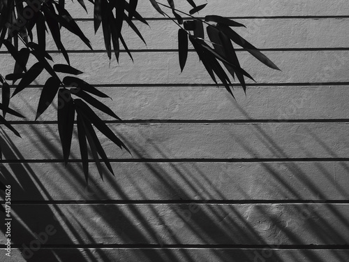 bamboo leaf with shadow on wall background, black and white style