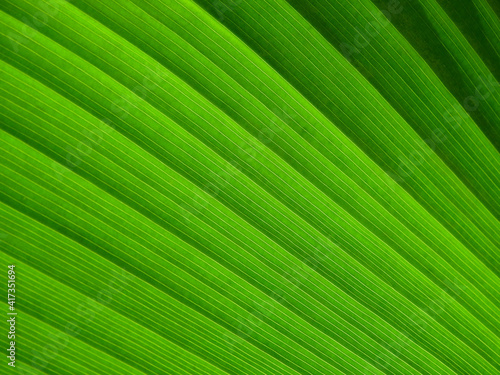 green leaf with line texture © srckomkrit