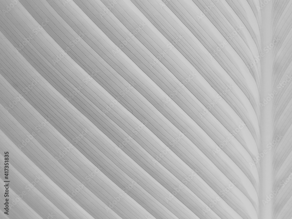 white leaf with line texture, natural background white leaf with line texture, natural background