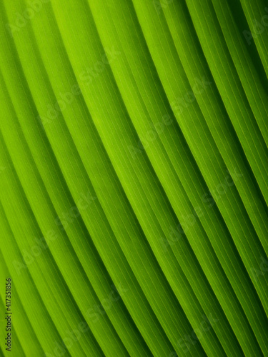 green leaf with line texture