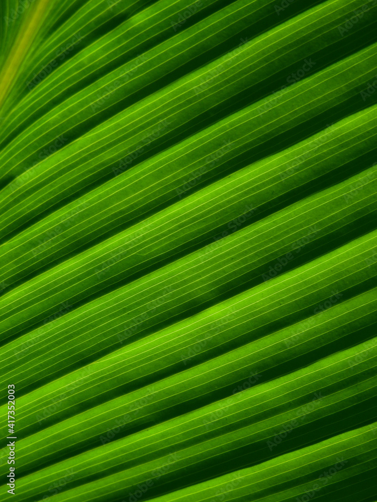 green leaf with line texture, natural background green leaf with line texture, natural background