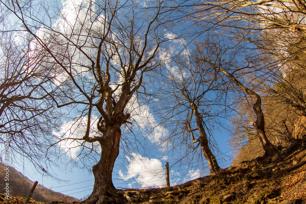 Tree crowns Tree crowns