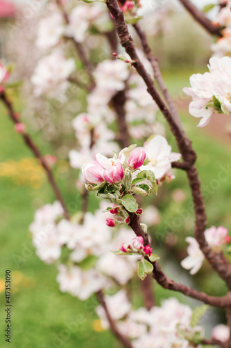 blossom in spring © perminoffa