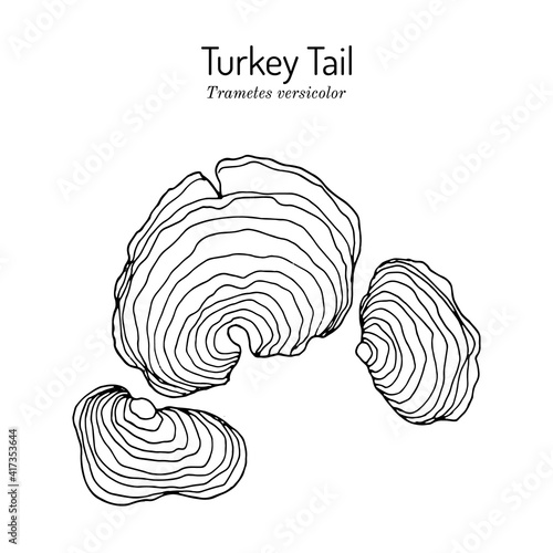 Turkey tail mushroom Trametes versicolor , medicinal plant