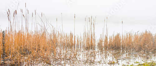 Fotografija Reed along the misty edge of a lake in wetland in bright foggy sunlight in winte