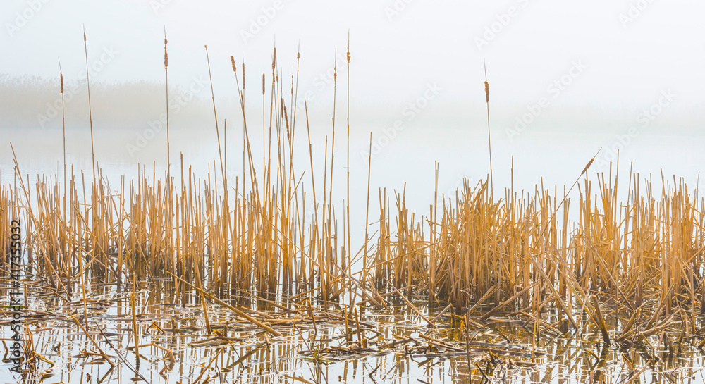 Reed along the misty edge of a lake in wetland in bright foggy sunlight in winter, Almere, Flevoland, The Netherlands, February 28, 2021 Reed along the misty edge of a lake in wetland in bright foggy sunlight in winter, Almere, Flevoland, The Netherlands, February 28, 2021
