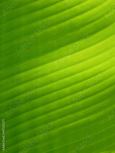green banana leaf texture background