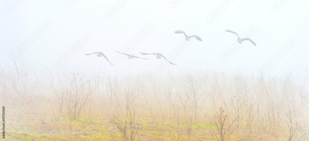 Obraz premium Flock of geese flying in a misty sky over wetland in bright foggy sunlight in winter, Almere, Flevoland, The Netherlands, February 28, 2021