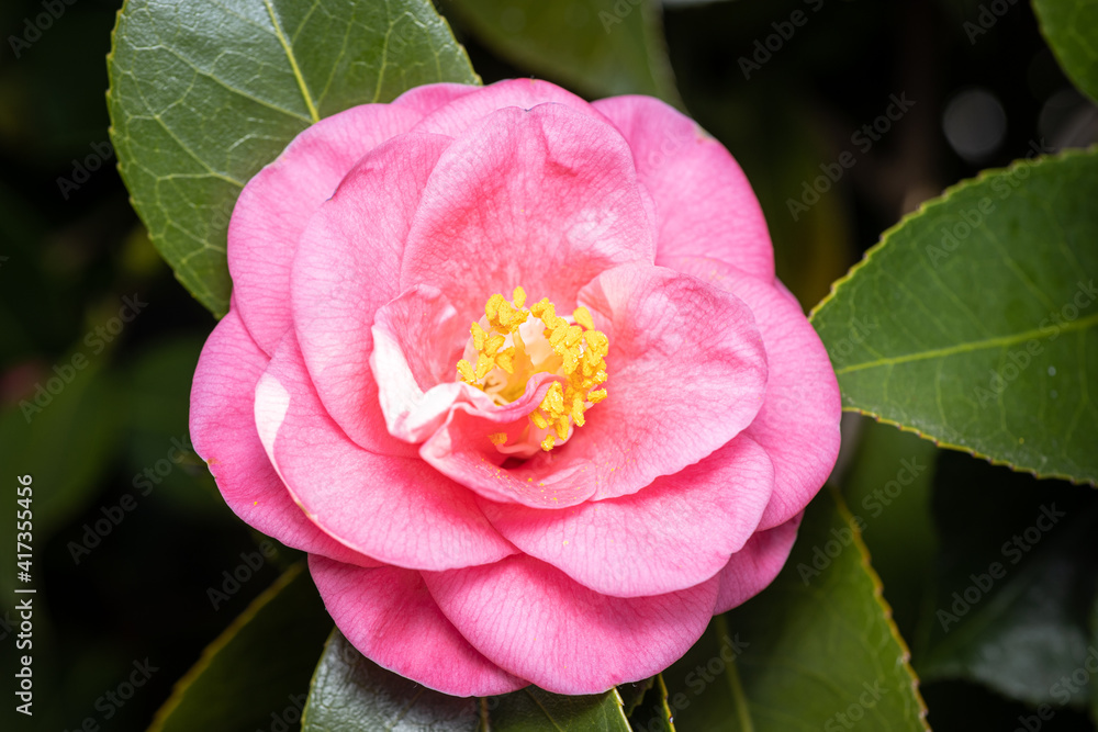 Beautiful Pink camellia flower on tree. Rose of winter