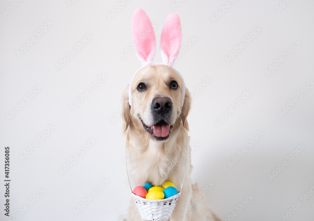 A dog dressed as a rabbit with colored eggs for Easter. Golden retriever with pink rabbit ears and a basket of eggs sits on a white background.