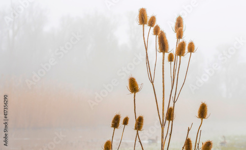 Reed along the misty edge of a lake in wetland in bright foggy sunlight in winter, Almere, Flevoland, The Netherlands, February 28, 2021