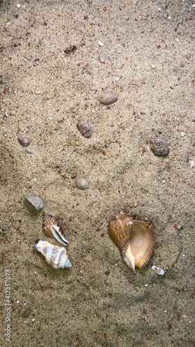 stones and shells scattered on the sand background