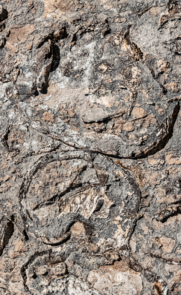 Fossilized cattle footprint shells - Megalodontidae - at the famous Hochfelln summit, Bergen, Bavaria, Germany Fossilized cattle footprint shells - Megalodontidae - at the famous Hochfelln summit, Bergen, Bavaria, Germany