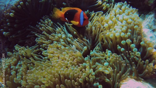 Clownfish swimming among sea anemone tentacles moving in ocean currents. photo