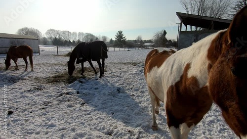 Wallpaper Mural Paint Quarter Horse Walking Towards Camera With Off-track Thoroughbred (OTTB) And Other Quarter Horse Eating Hay On Paddock At Sunny Winter Day. - wide shot Torontodigital.ca