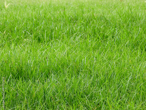 green grass on the gound © srckomkrit