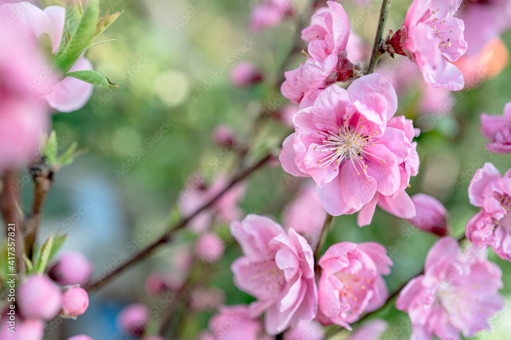Fototapeta premium 八重咲きの桜の花