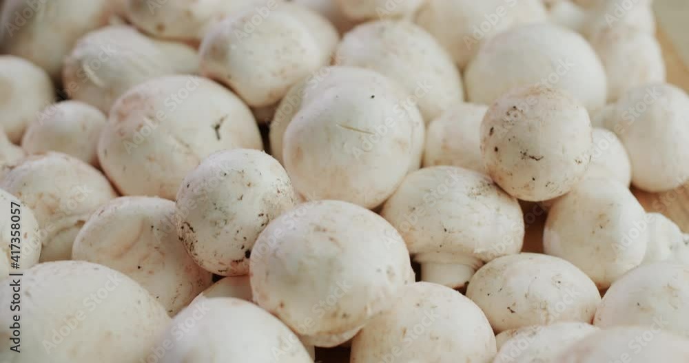 Only plucked champignons are popular mushrooms in culinary Only plucked champignons are popular mushrooms in culinary