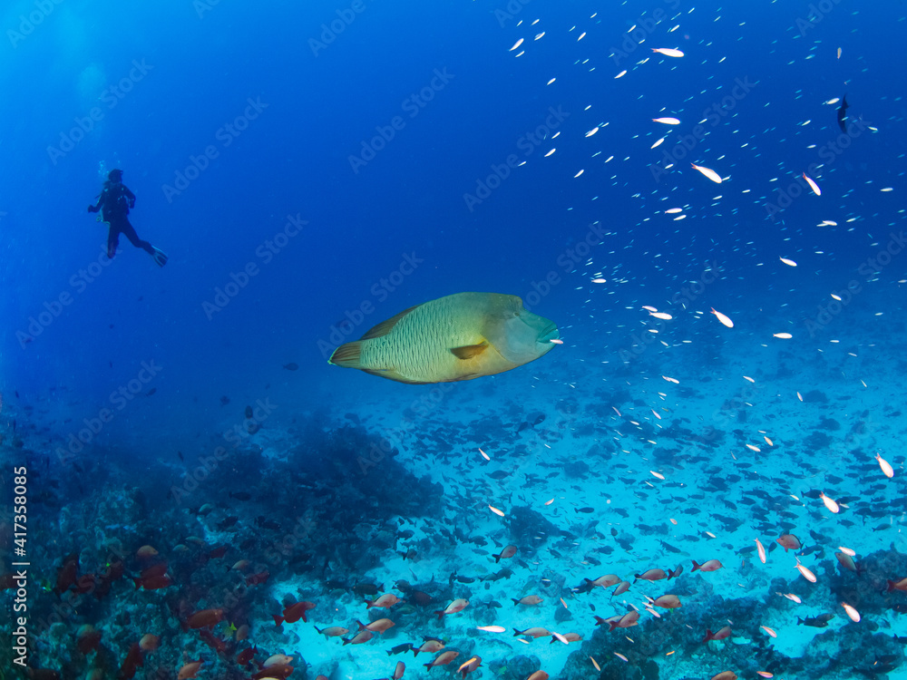 Obraz premium Napoleon wrasse swimming in a coral reef (Rangiroa, Tuamotu Islands, French Polynesia in 2012)