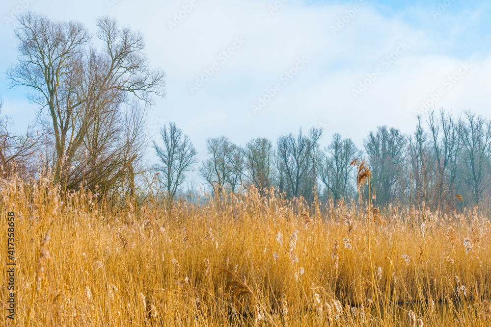 Obraz premium Reed along the misty edge of a lake in wetland in bright foggy sunlight in winter, Almere, Flevoland, The Netherlands, February 28, 2021