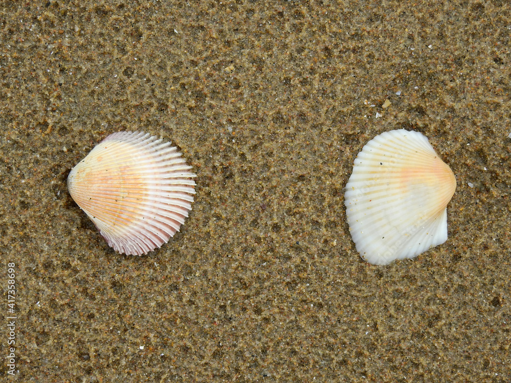 Sea shells on sand beach after low tide Sea shells on sand beach after low tide