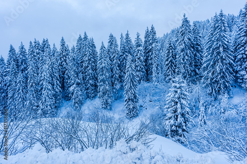 trees with snow in the mountains  © BO-stockphoto