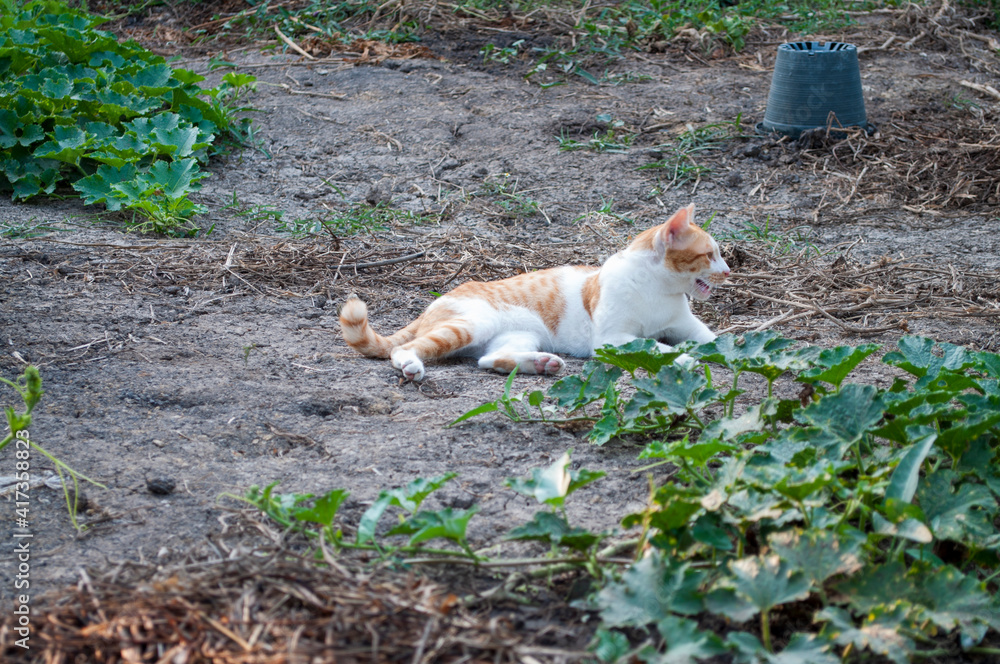 A yellow white cat on the ground in the garden A yellow white cat on the ground in the garden